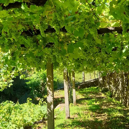 Quinta Da Vinha Velha Labrujo