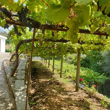 Quinta Da Vinha Velha Βίλα *