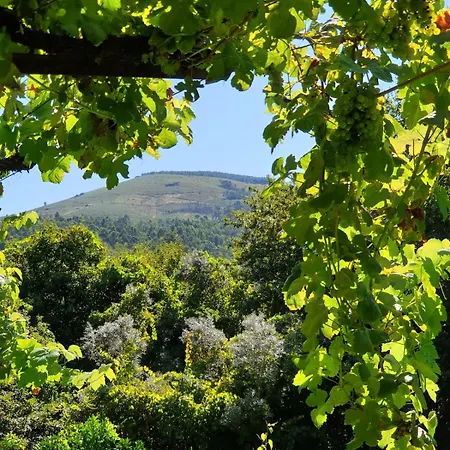 Villa Quinta Da Vinha Velha Labrujo