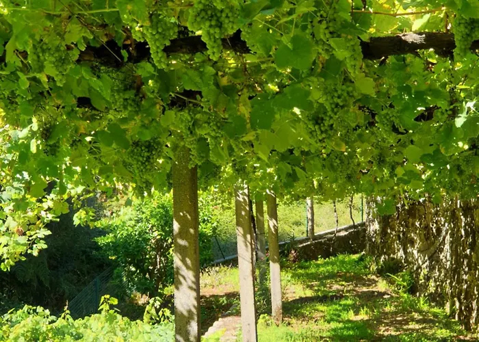 Quinta Da Vinha Velha Labrujo